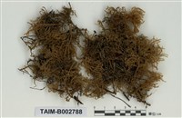 藏品(塔苔科)的圖片